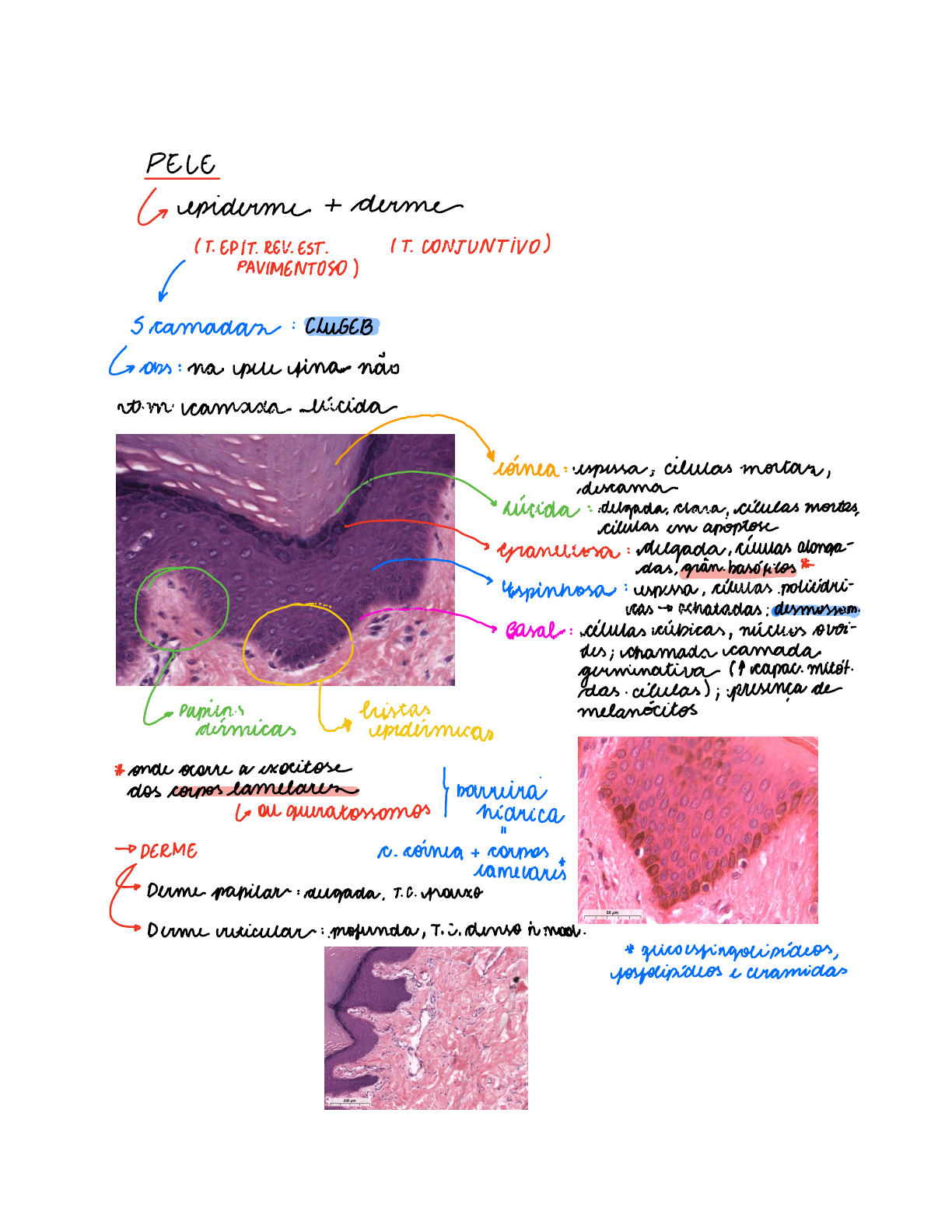 Histologia - Sistema Tegumentar - Histologia Humana