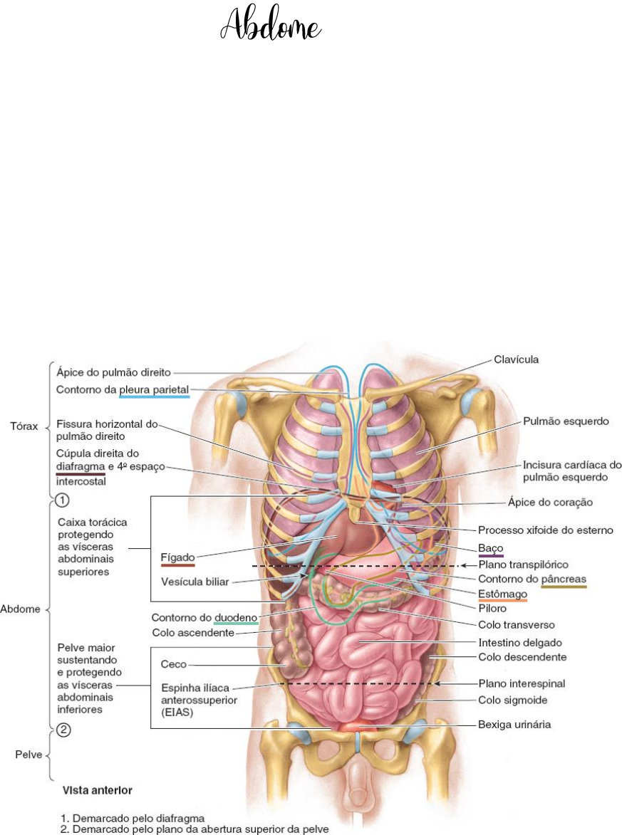 Abdome - resumo - Anatomia Humana I