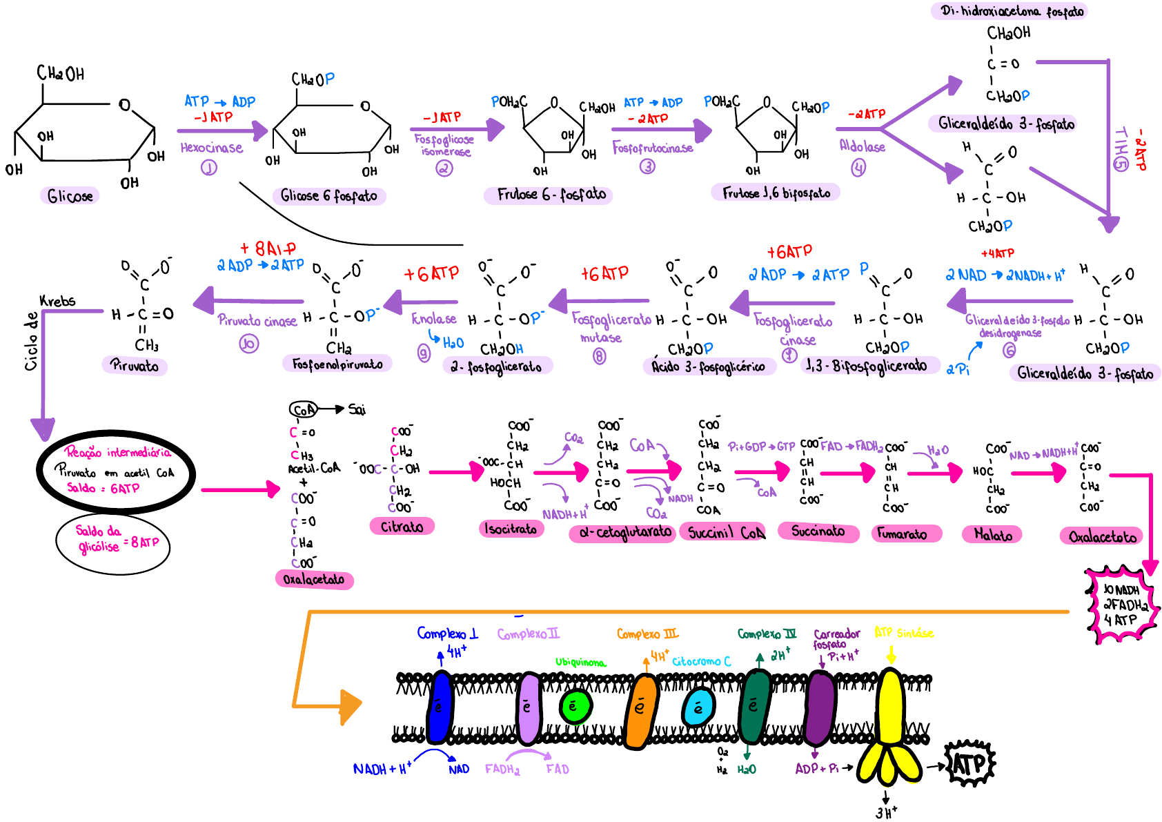 Metabolismo Da Glicose - Bioquímica I