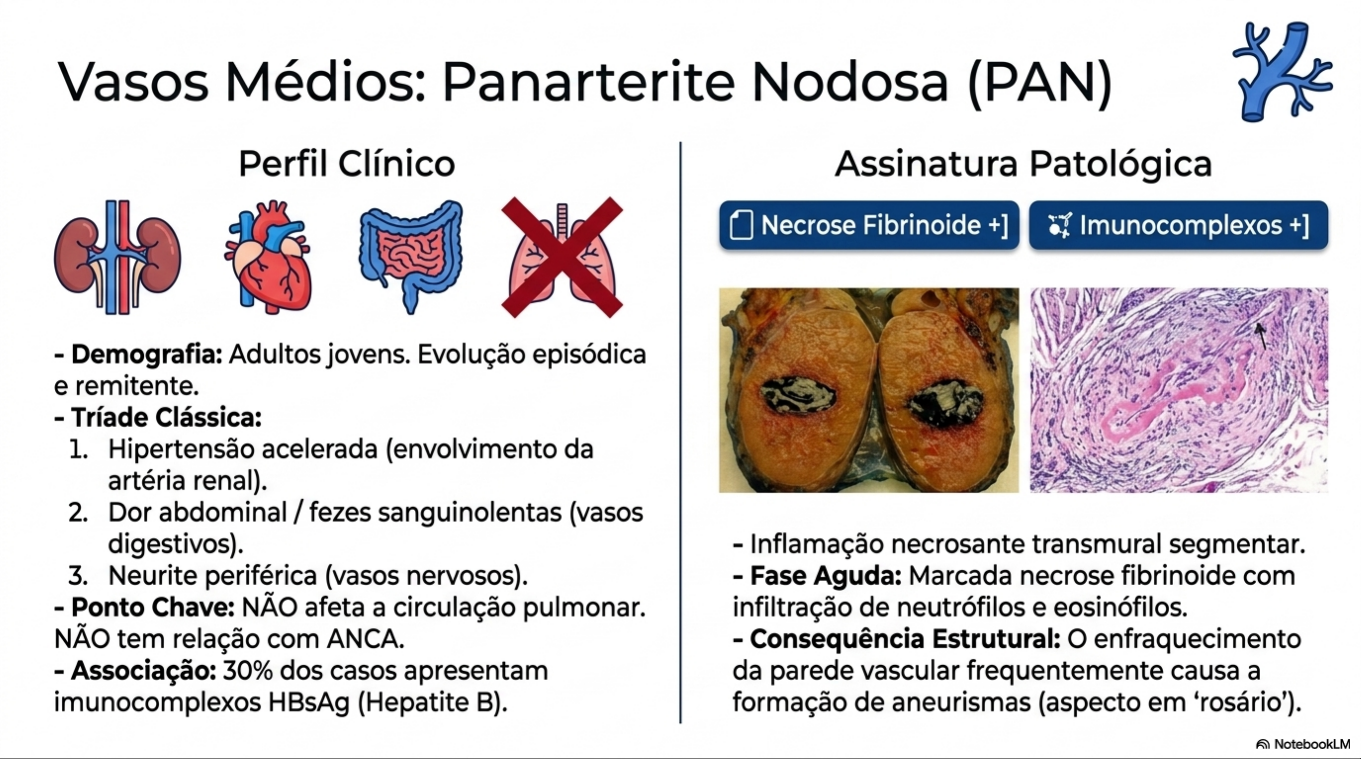 Gratis: Atlas das Vasculites - Material PDF claro y objetivo para