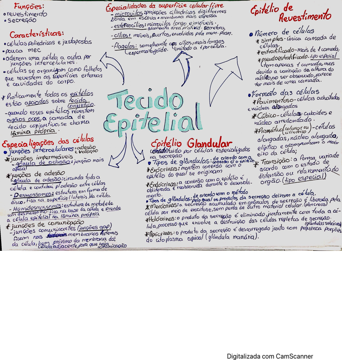 Mapa Mental Tecido Epitelial Tecido Epitelial Histologia Citologia Images 6806