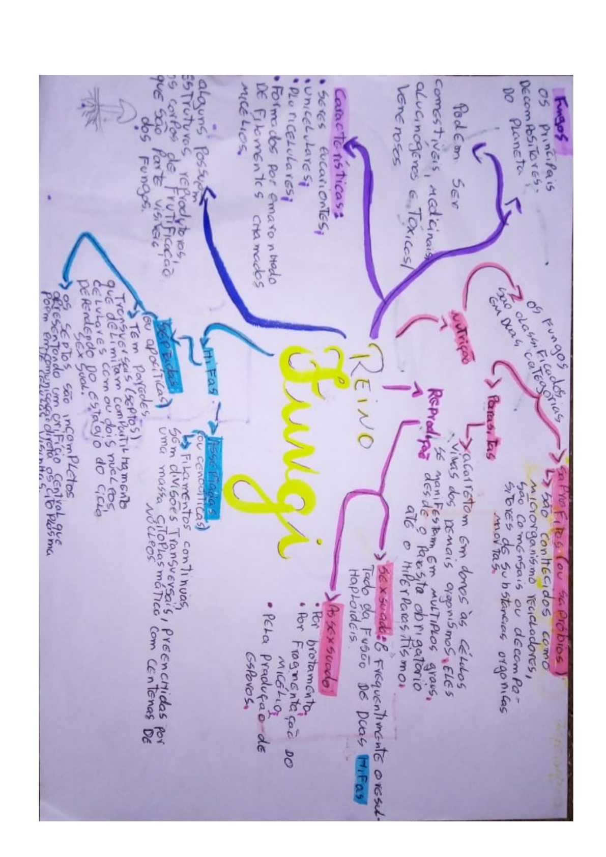 mapa-mental-reino-fungi-biologia