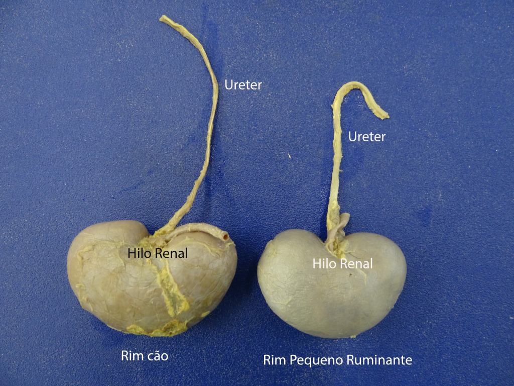 rim cao peq ruminante 1 b Anatomia Veterinária I