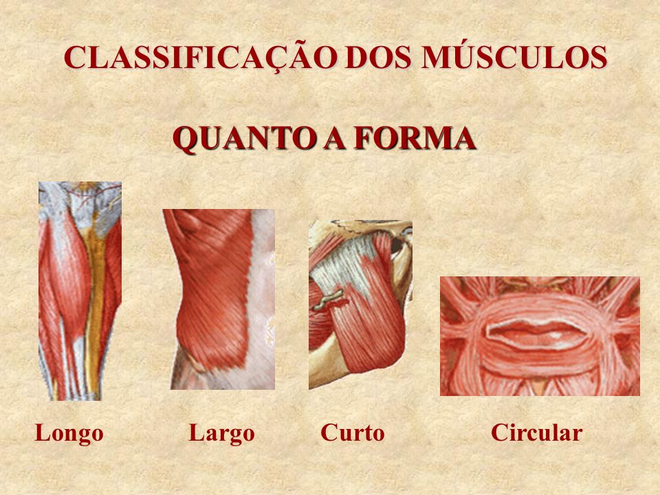 CLASSIFICA O DOS M SCULOS Anatomia Sist mica
