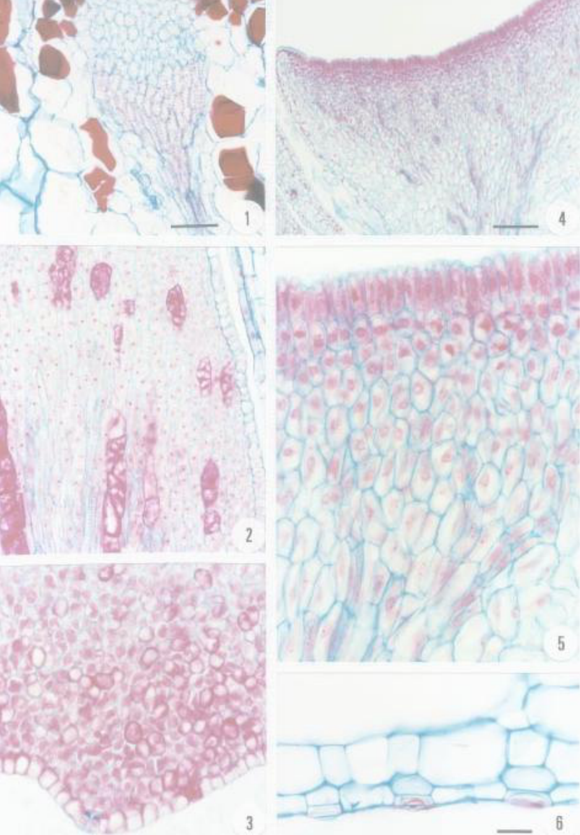 Anatomia Vegetal Anatomia Vegetal