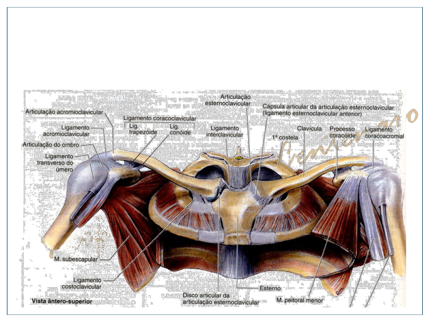 Ossos do MMSS e MMII - Anatomia I