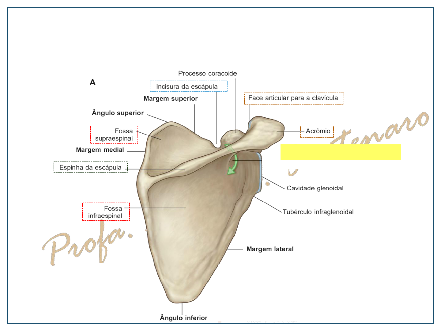 Ossos do MMSS e MMII - Anatomia I