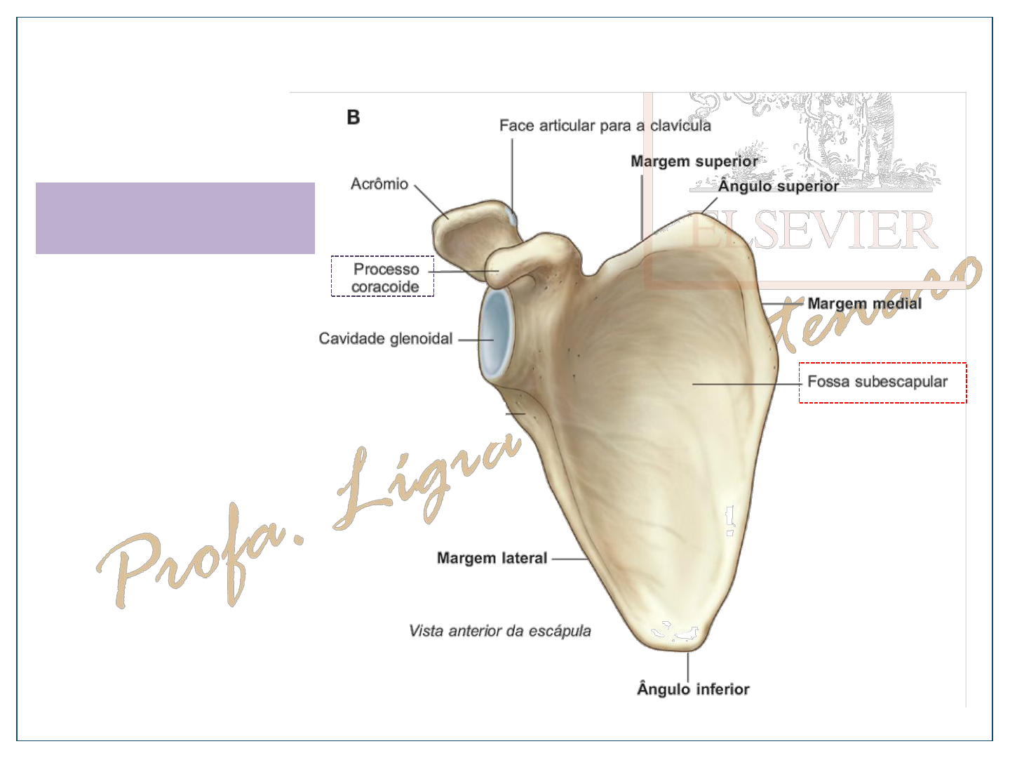 Ossos do MMSS e MMII - Anatomia I