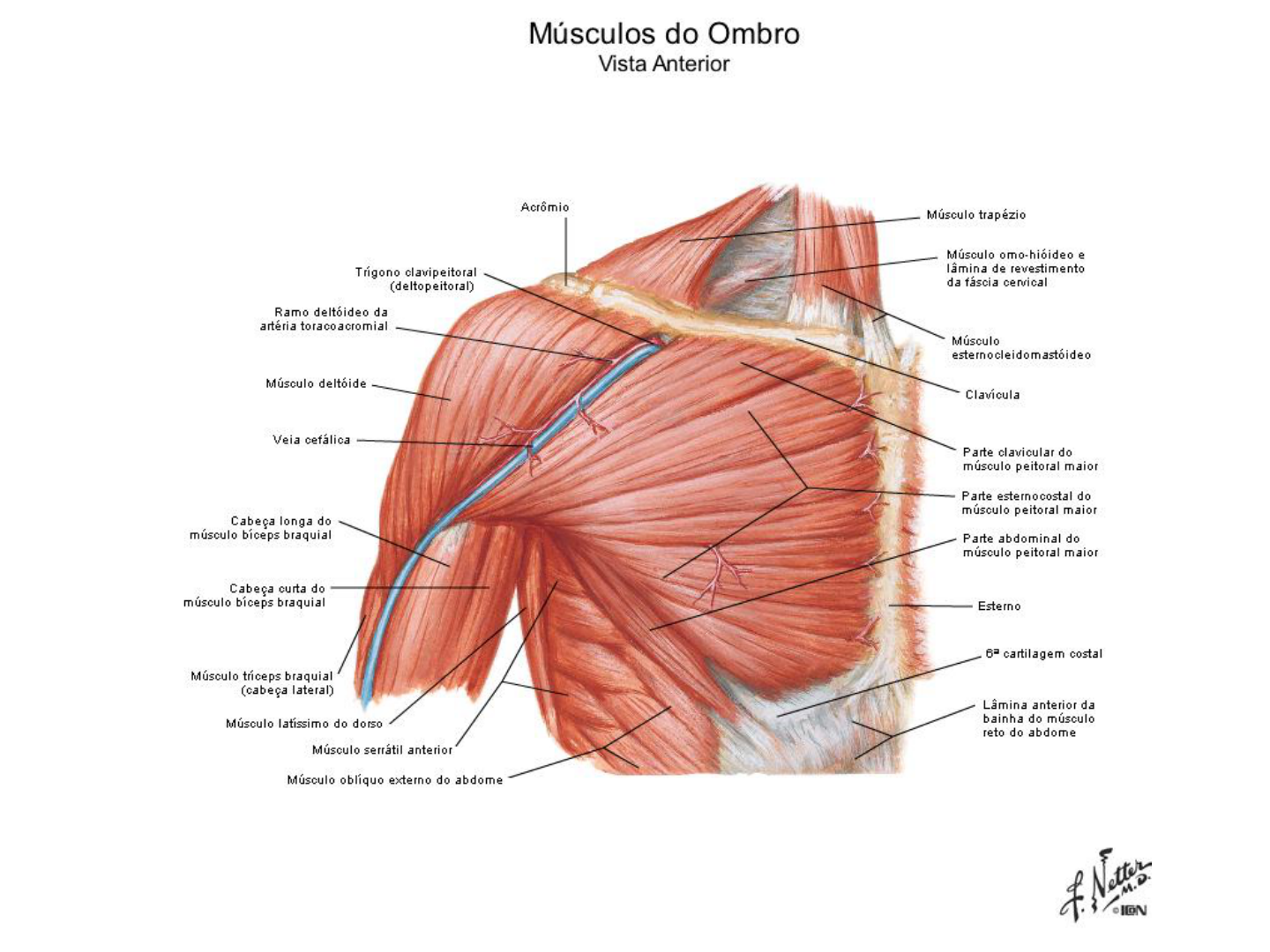 musculo-do-ombro-morfologia