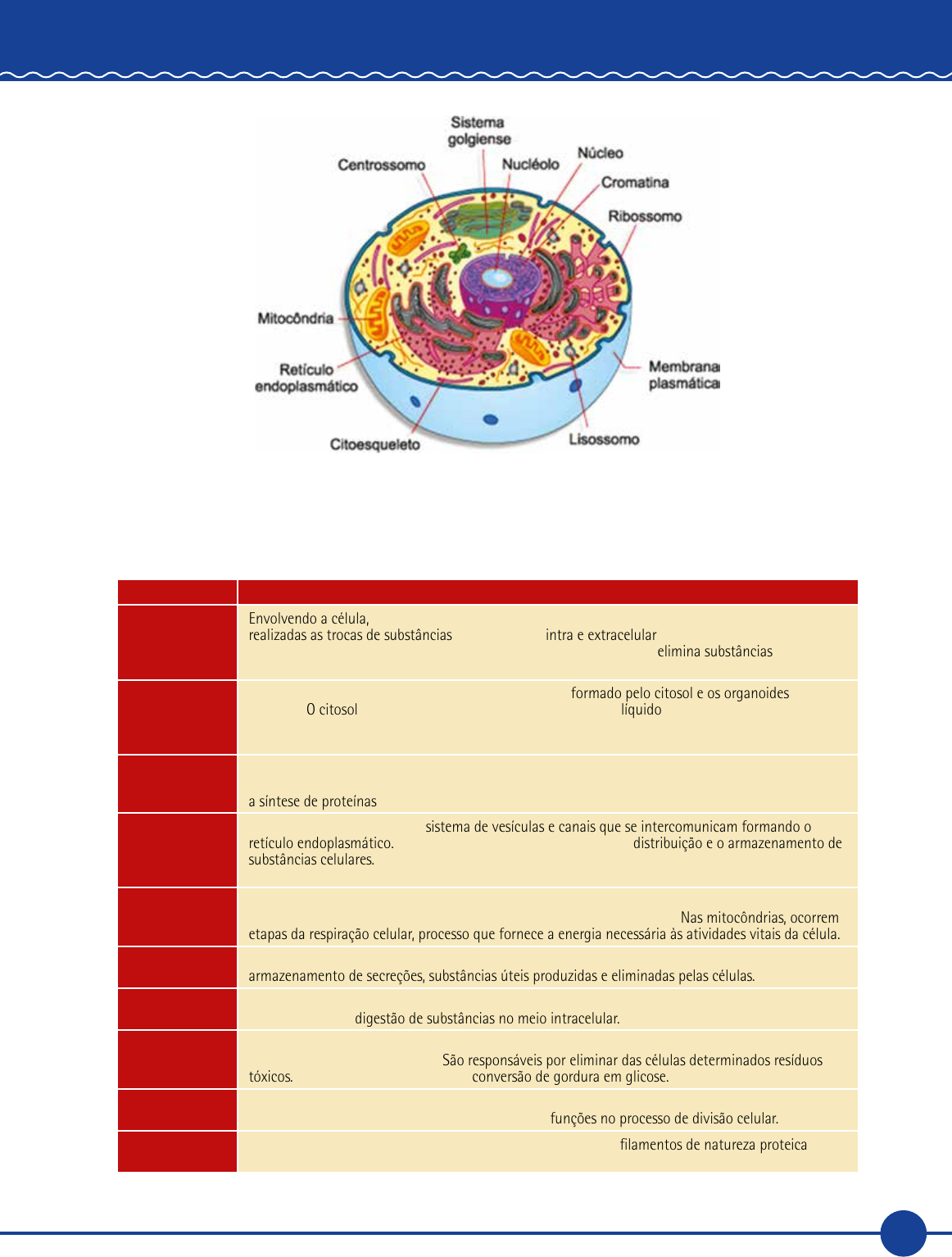 Simulado de Revisão Guiada - Parte I | PDF | Ciclo del ácido cítrico |  Química, image size:1162x1534
