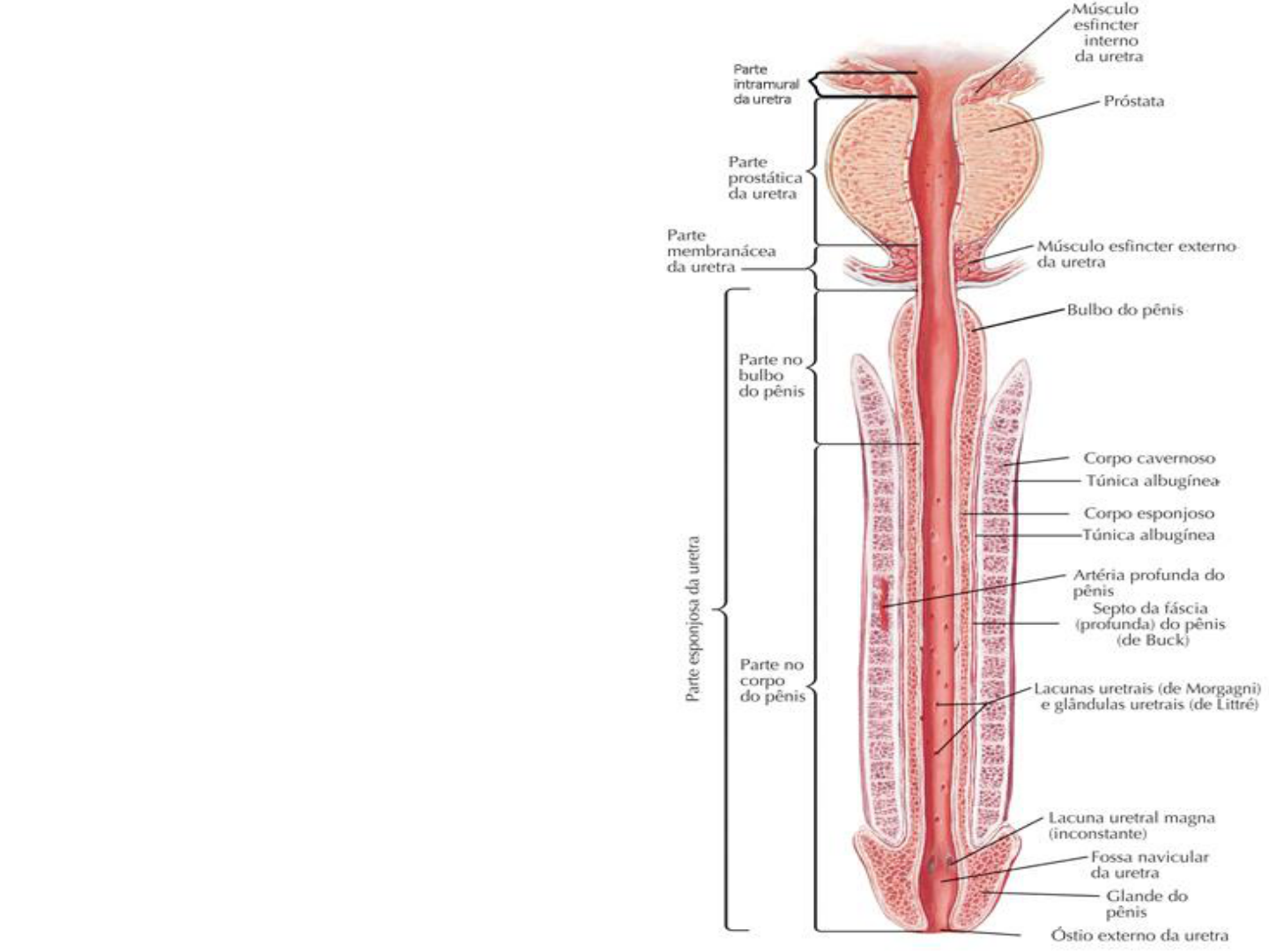 SISTEMA GENITAL MASCULINO - Anatomía II | Studenta