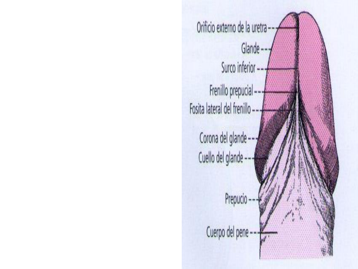 SISTEMA GENITAL MASCULINO - Anatomía II | Studenta