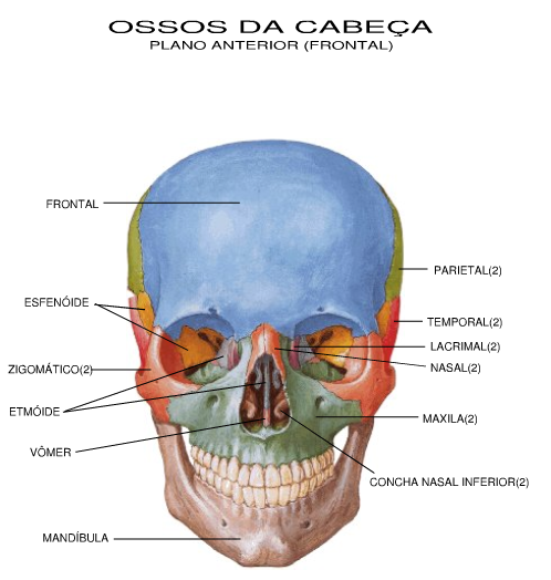 Ossos Cranio Face Com Legenda, Vista Anterior - Ciências ...