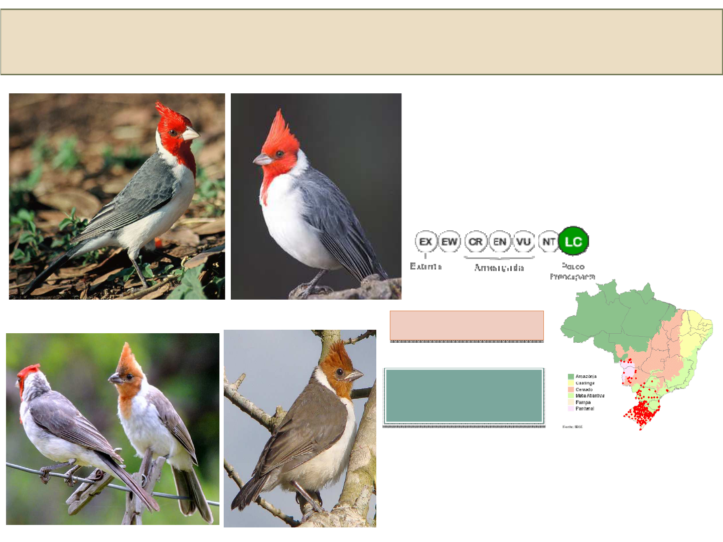 Grátis: Manual de indentificação de aves - Material Claro e Objetivo em PDF  para Estudo Rápido