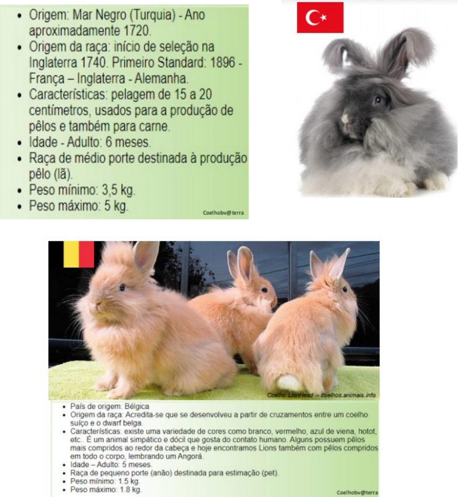 Grátis: CURSO DE CLÍNICA MÉDICA DE MAMIFEROS E PEQUENOS ROEDORES - Material  Claro e Objetivo em PDF para Estudo Rápido, image size:934x1015