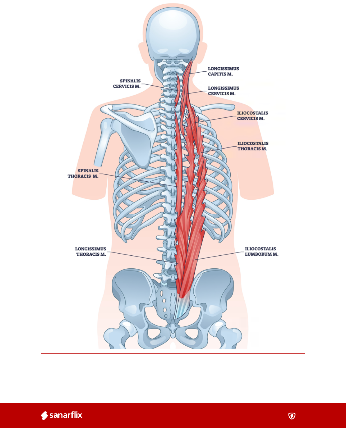 Grátis: Músculos do Tronco: Anatomia e Função - Material Claro e Objetivo  em PDF para Estudo Rápido, image size:1191x1475