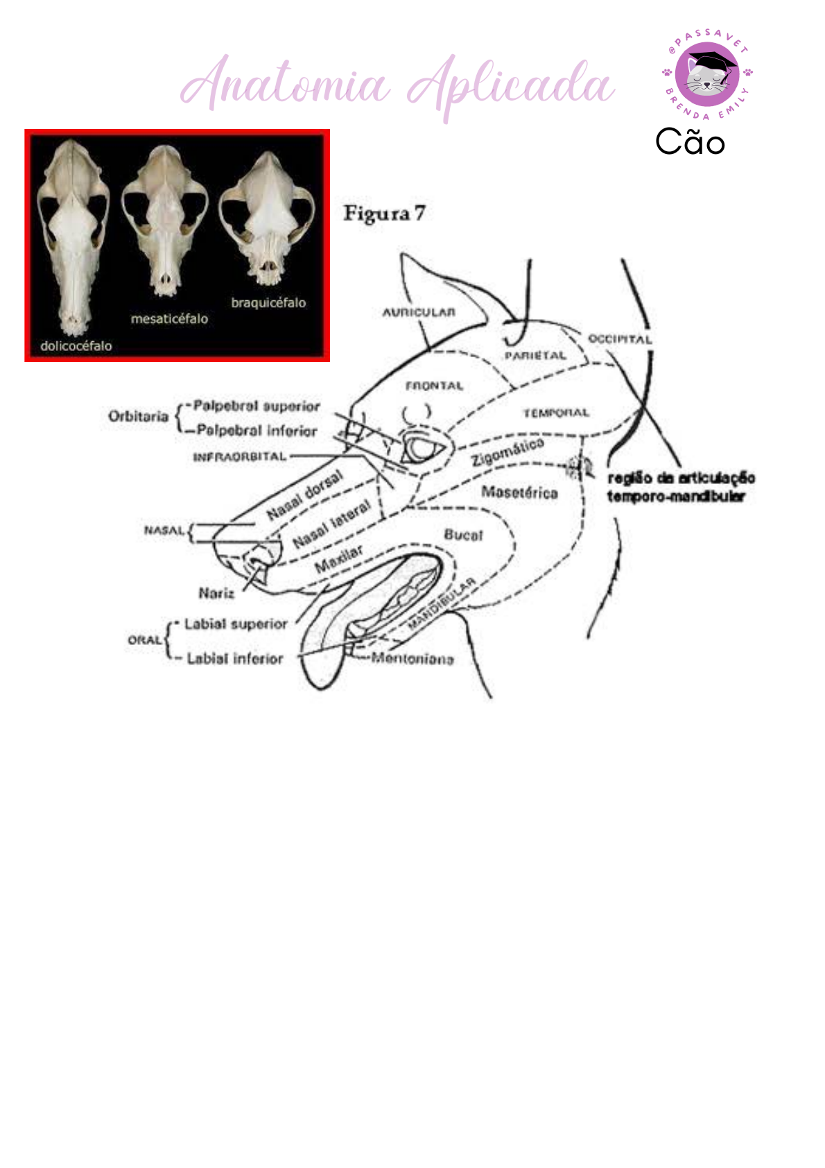 Anatomia da mandíbula em detalhes - Codental Blog