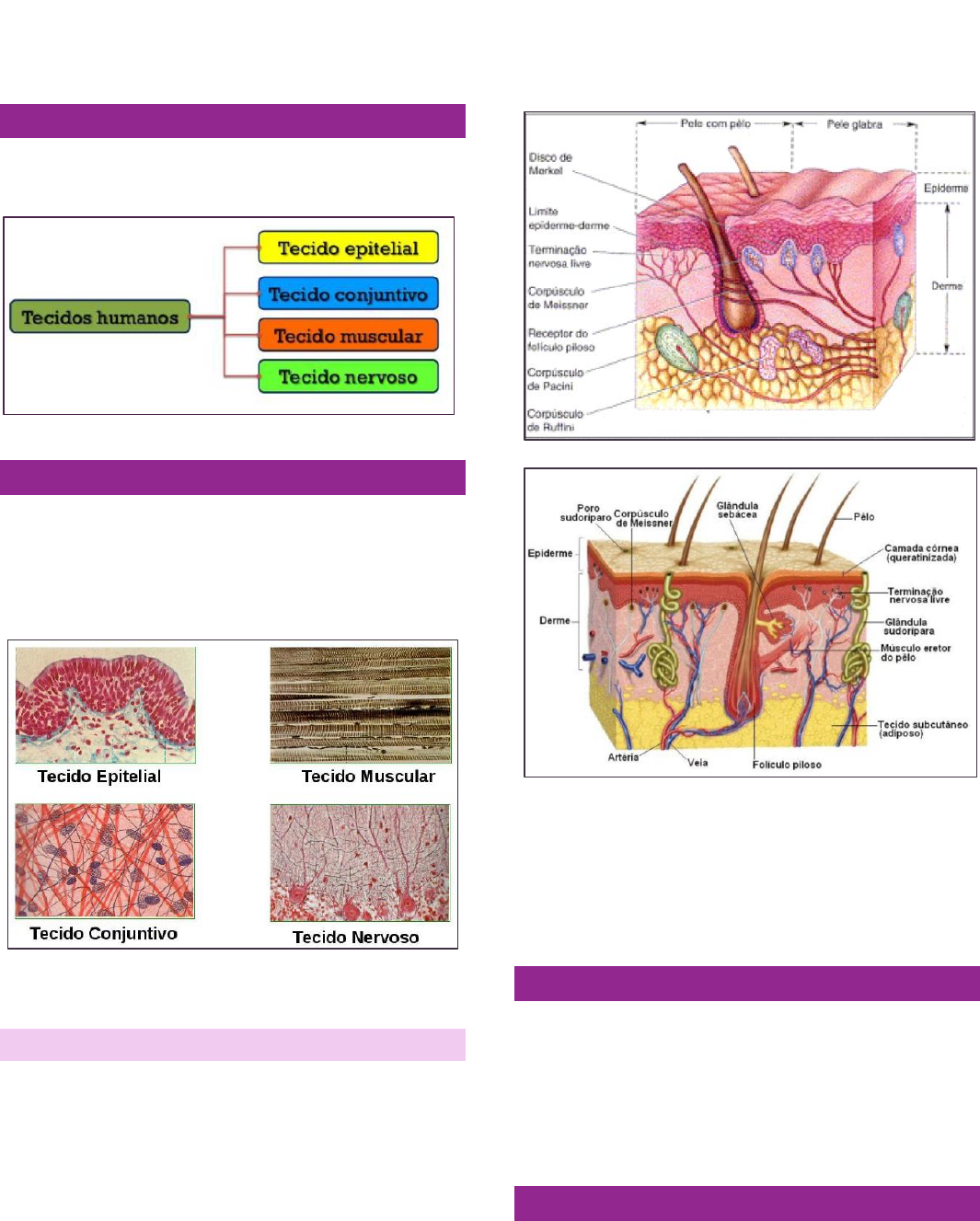 Grátis: tecidos do corpo humano - Material Claro e Objetivo em PDF para  Estudo Rápido, image size:1065x1327