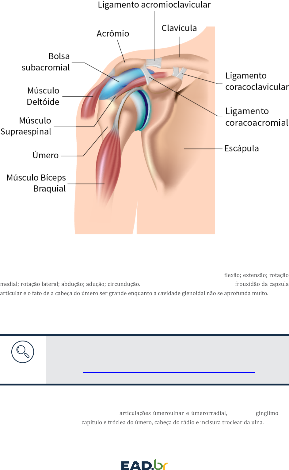 Grátis: APARELHO LOCOMOTOR - UNIDADE 3 - QUAIS OSSOS, ARTICULAÇÕES E  MÚSCULOS FAZEM PARTE DOS MEMBROS SUPERIORES - Material Claro e Objetivo em  PDF para Estudo Rápido, image size:943x1529