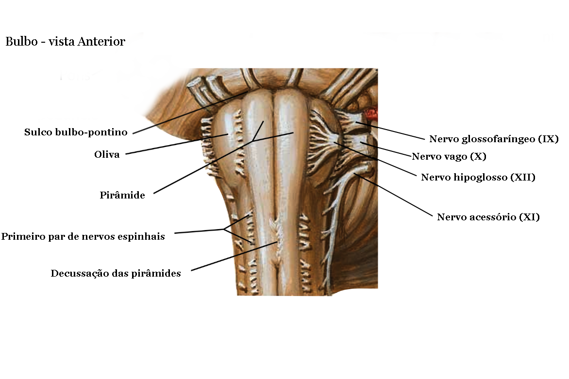 Vista Anterior Do Bulbo Fisiologia Do Sistema Nervoso