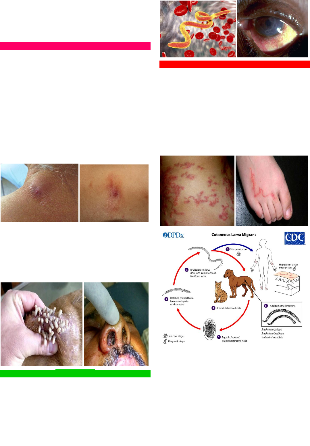 Grátis: Dermatozoonoses: Classificação e Tratamento - Material Claro e  Objetivo em PDF para Estudo Rápido, image size:1079x1554
