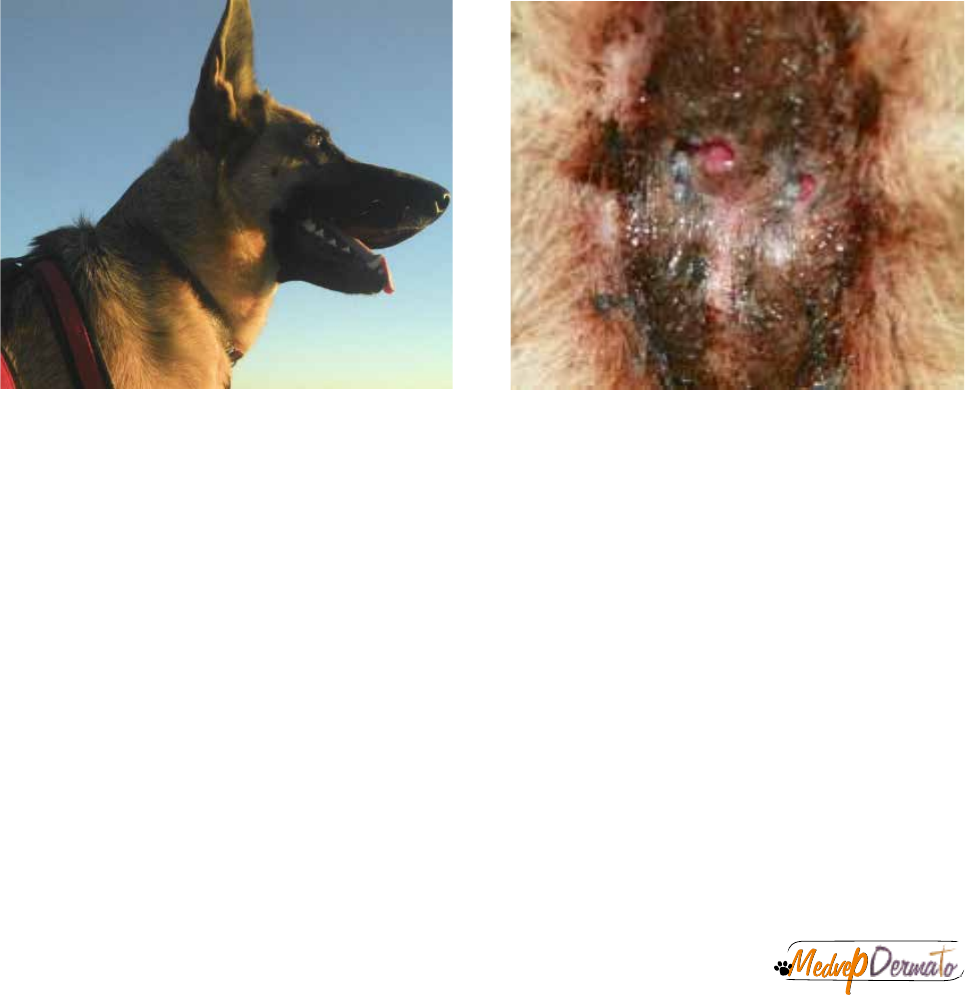 Grátis: Fístula-perianal-em-cães--Revisão-de-literatura - Material Claro e  Objetivo em PDF para Estudo Rápido