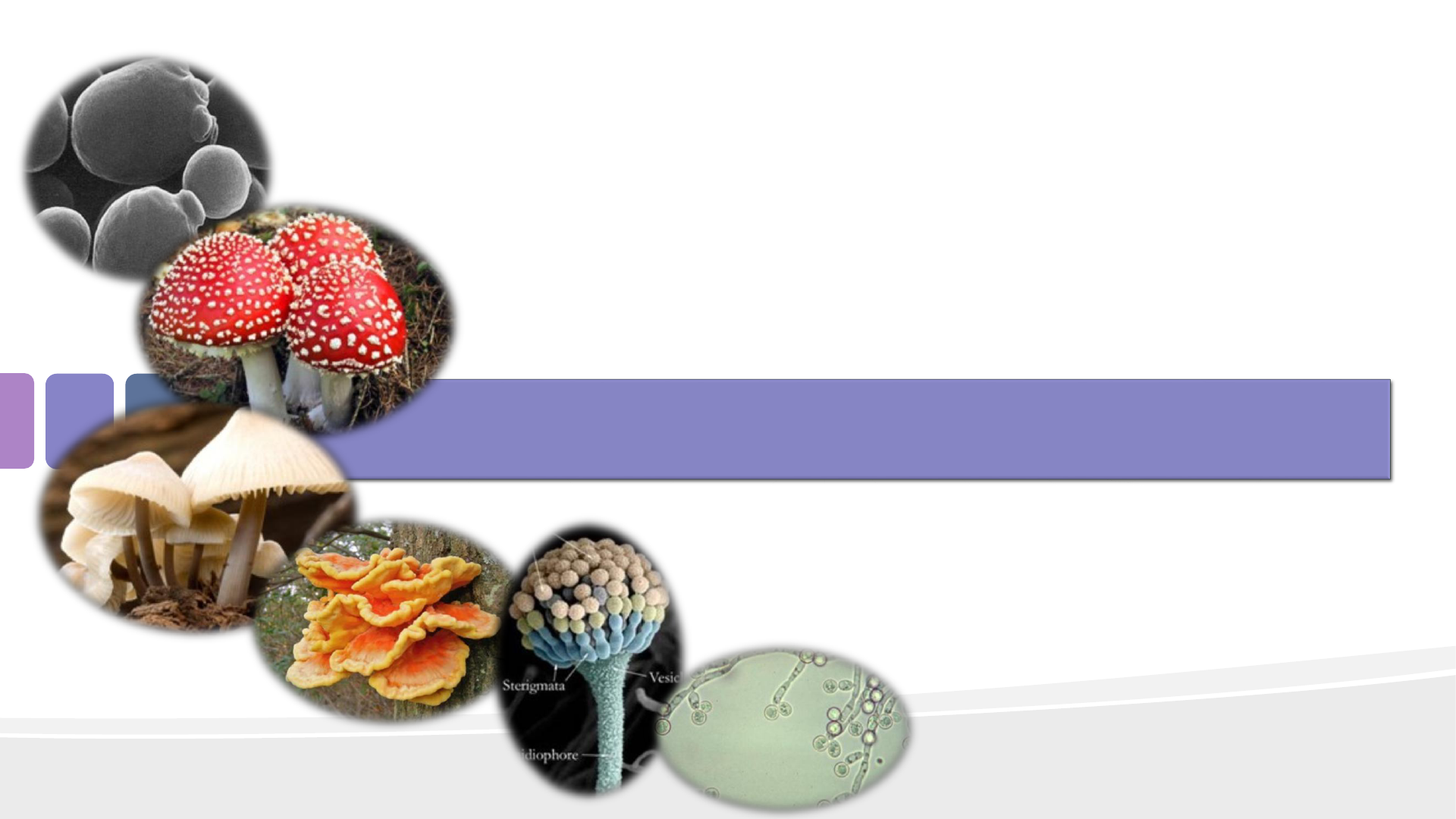 Cite Um Exemplos Do Uso Fungos Na Producao De Remedios