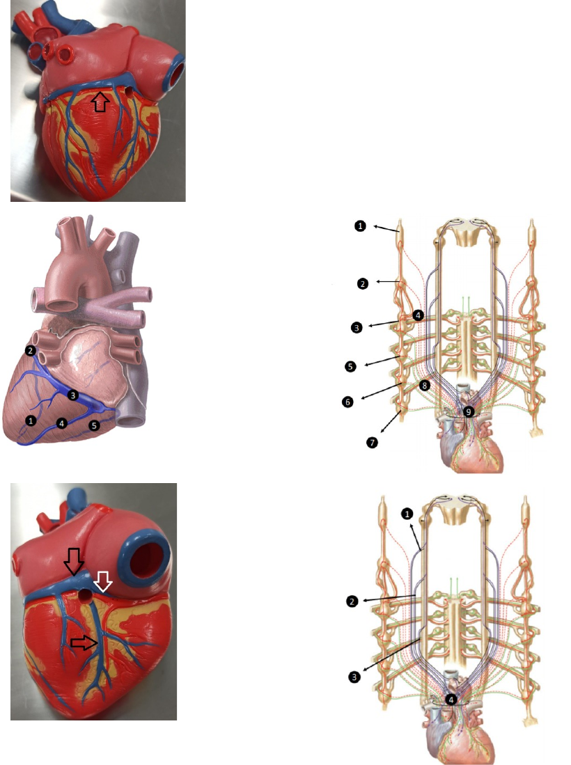 Revisão A3 - Anatomia Cardiovascular