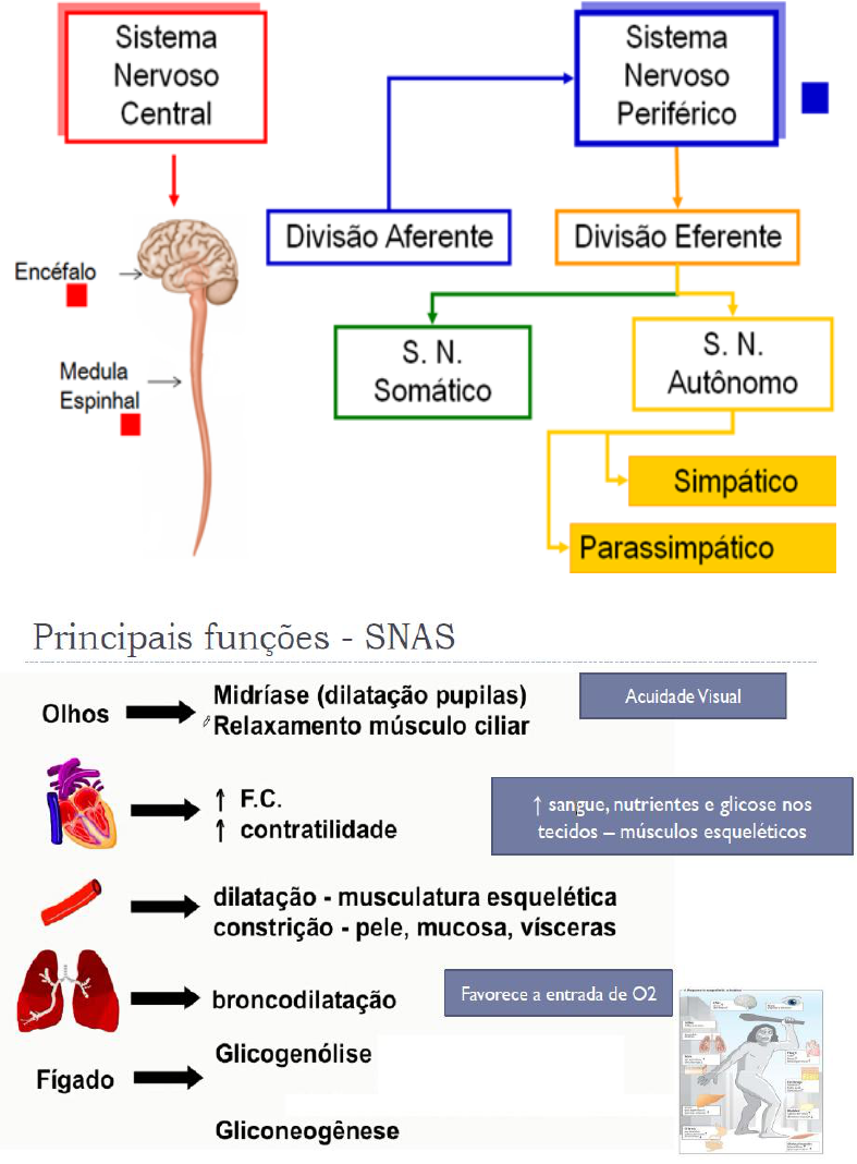 Farmacologia adrenérgica - Farmacologia I