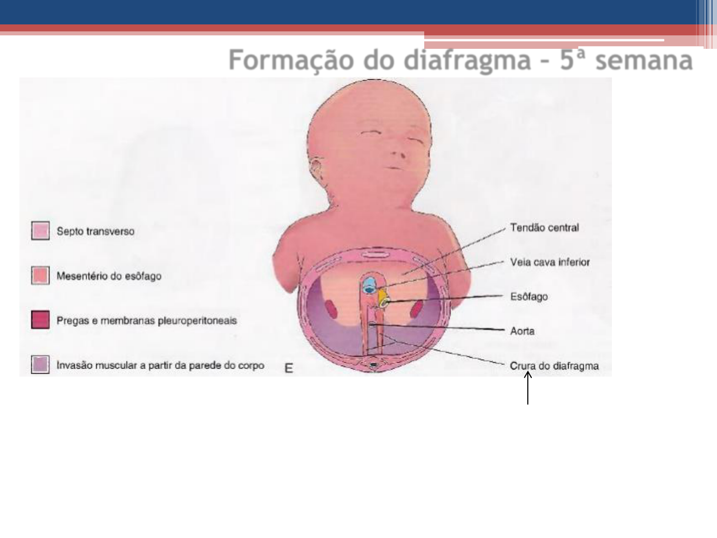 Minuto Anatômico #40: Pleura – Anatomia \u0026 Fisioterapia, image size:1440x1080