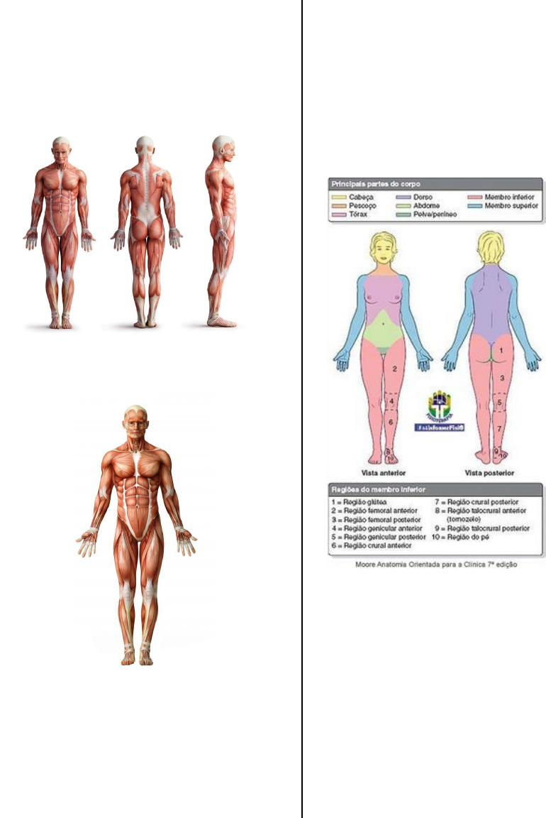 Grátis: Anatomia Básica - Material Claro e Objetivo em PDF para Estudo  Rápido, image size:770x1152