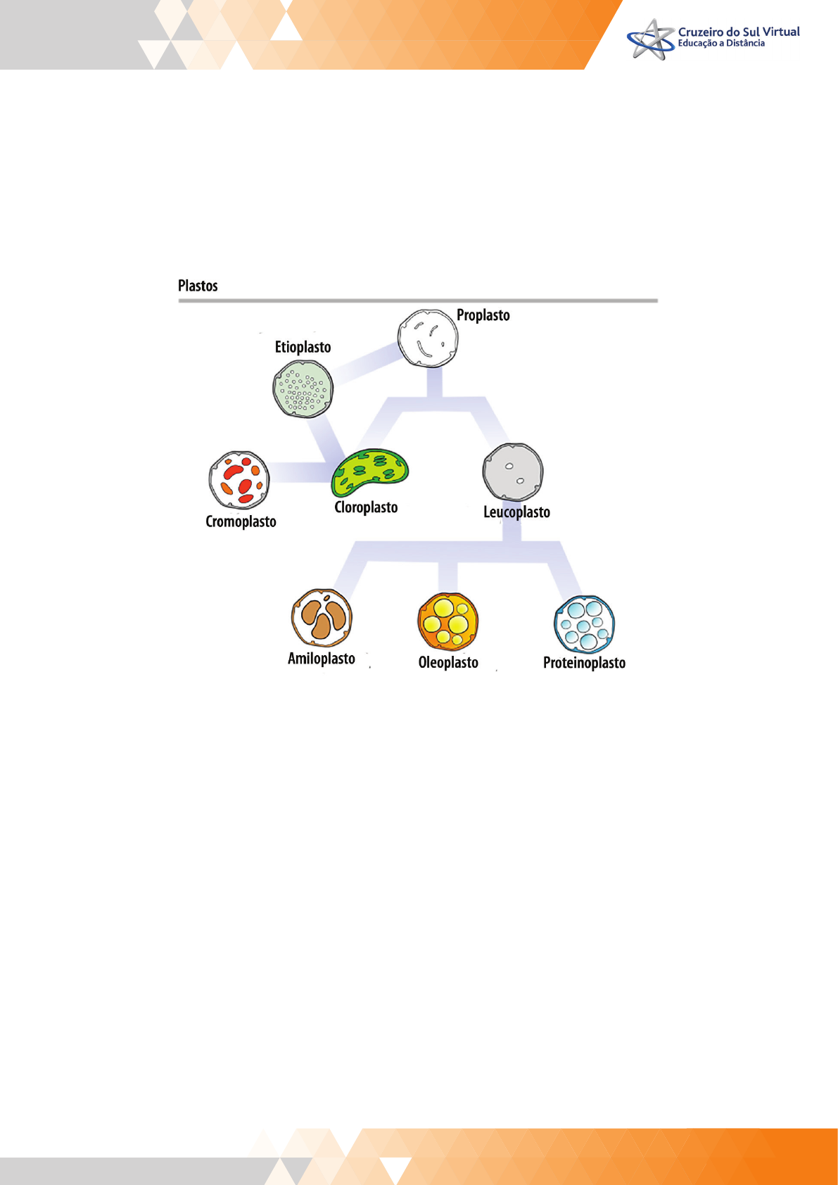 PPT - Fotossíntese PowerPoint Presentation, free download - ID:4123542, image size:1191x1684