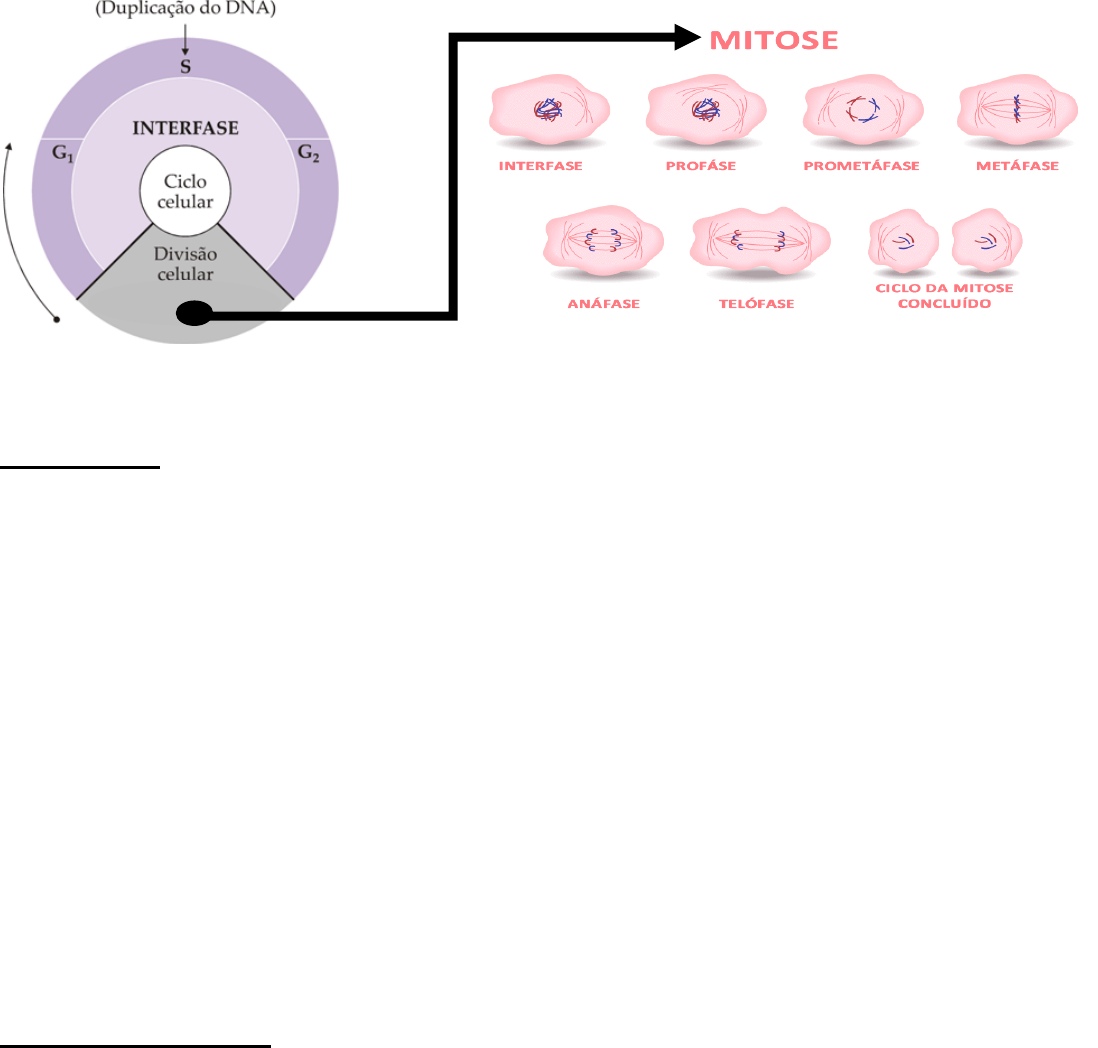 Blog da Bio - Profe Gabriela: 1º ano - DIVISÃO CELULAR - Mitose e Meiose