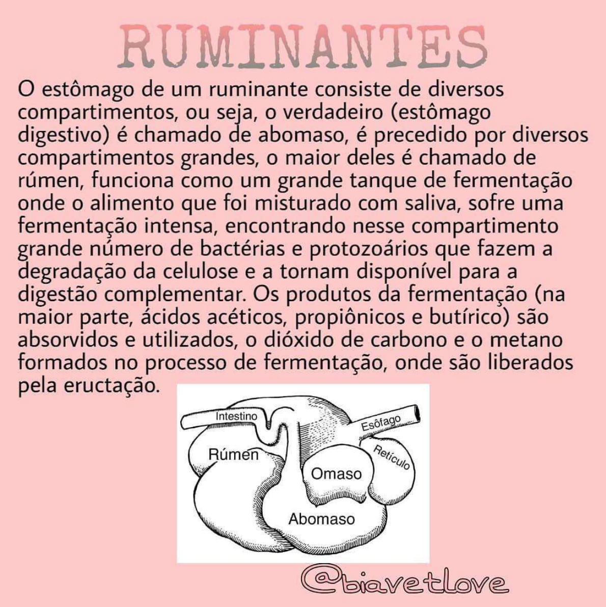 Ruminantes e ruminação - Anatomia dos Animais Domesticos