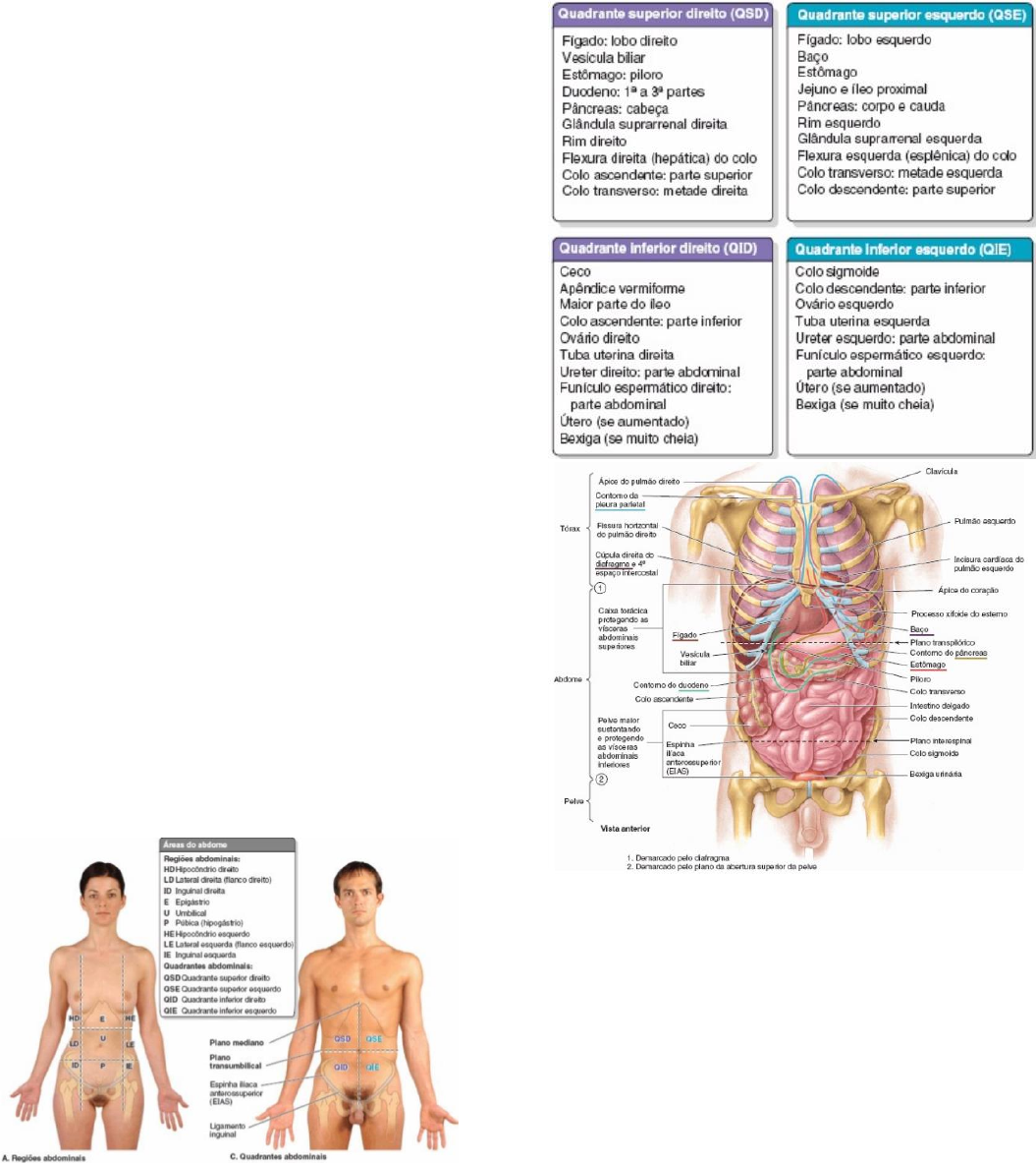 Grátis: 1 2 Parede e Cavidade Abdominal - Material Claro e Objetivo em PDF  para Estudo Rápido, image size:1055x1183