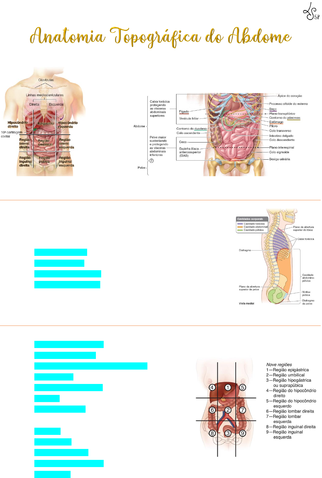 Abdome e pelve: Anatomia, localização e função