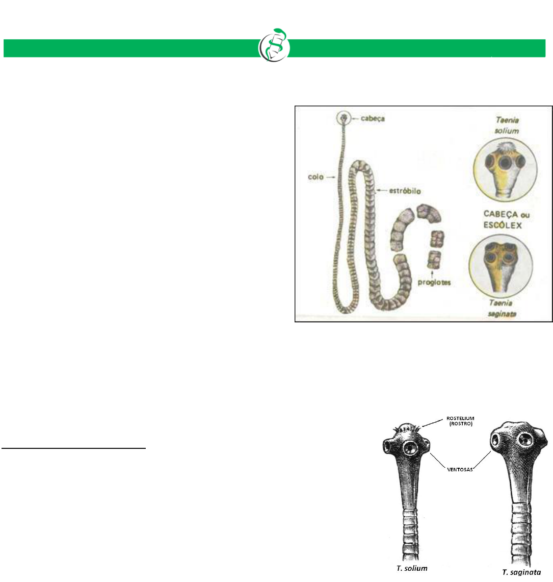 Grátis: PARASITOLOGIA TENÍASE E CISTICERCOSE HUMANA - Material Claro e  Objetivo em PDF para Estudo Rápido, image size:1085x1141
