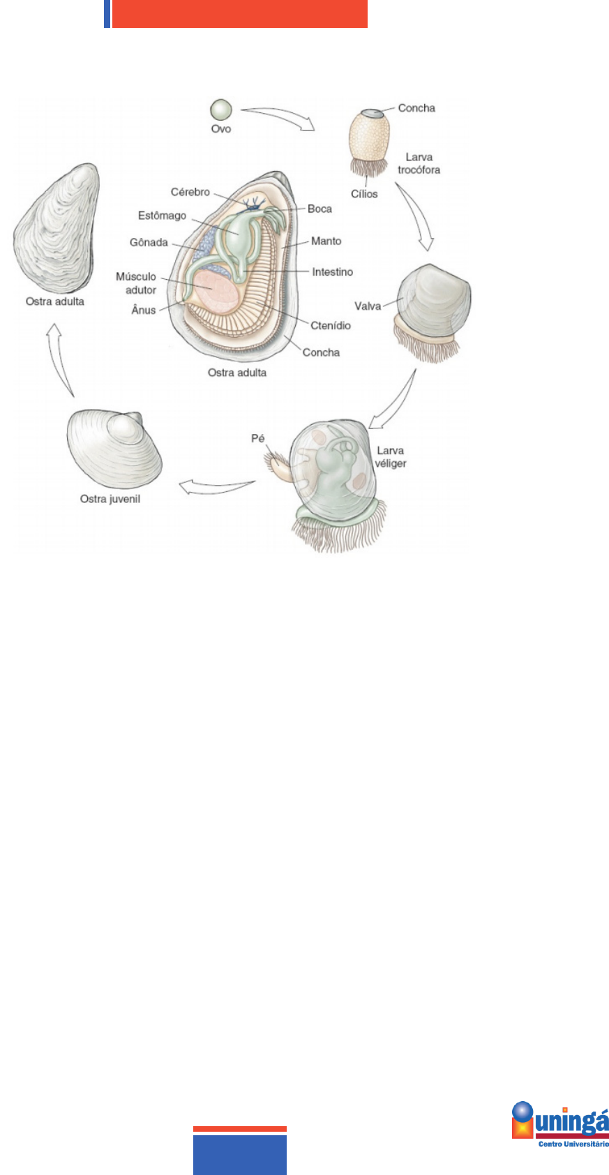 High connectivity and migration potentiate the invasion of Limnoperna  fortunei (Mollusca: Mytilidae) in South America | Hydrobiologia, image size:873x1684