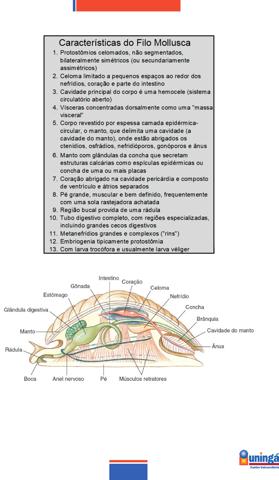 What we know and don't know about the invasive golden mussel Limnoperna  fortunei | Hydrobiologia, image size:980x1684