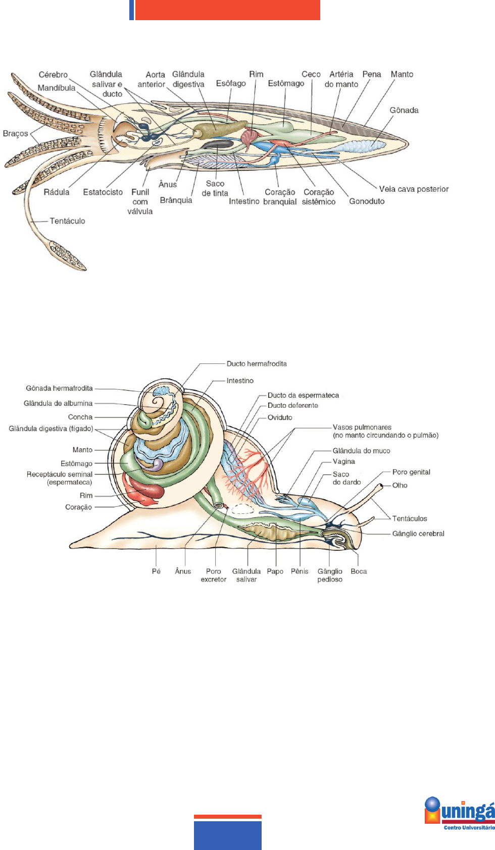 zebra - Wiktionary, the free dictionary, image size:980x1684