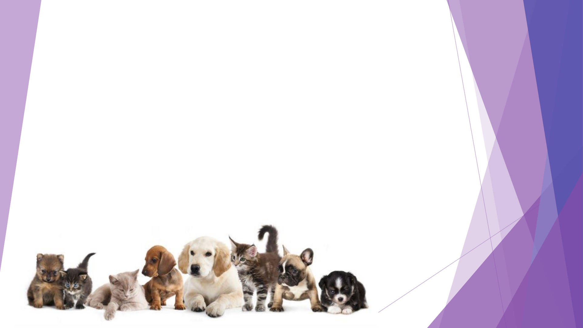 Grátis: Melhoramento Genético em Cães e Gatos - Material Claro e Objetivo  em PDF para Estudo Rápido, image size:1920x1080