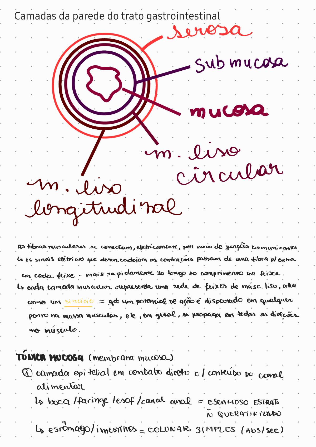 Resumo De Histologia E Fisiologia Do Trato Gastrointestinal Fisiologia Ii