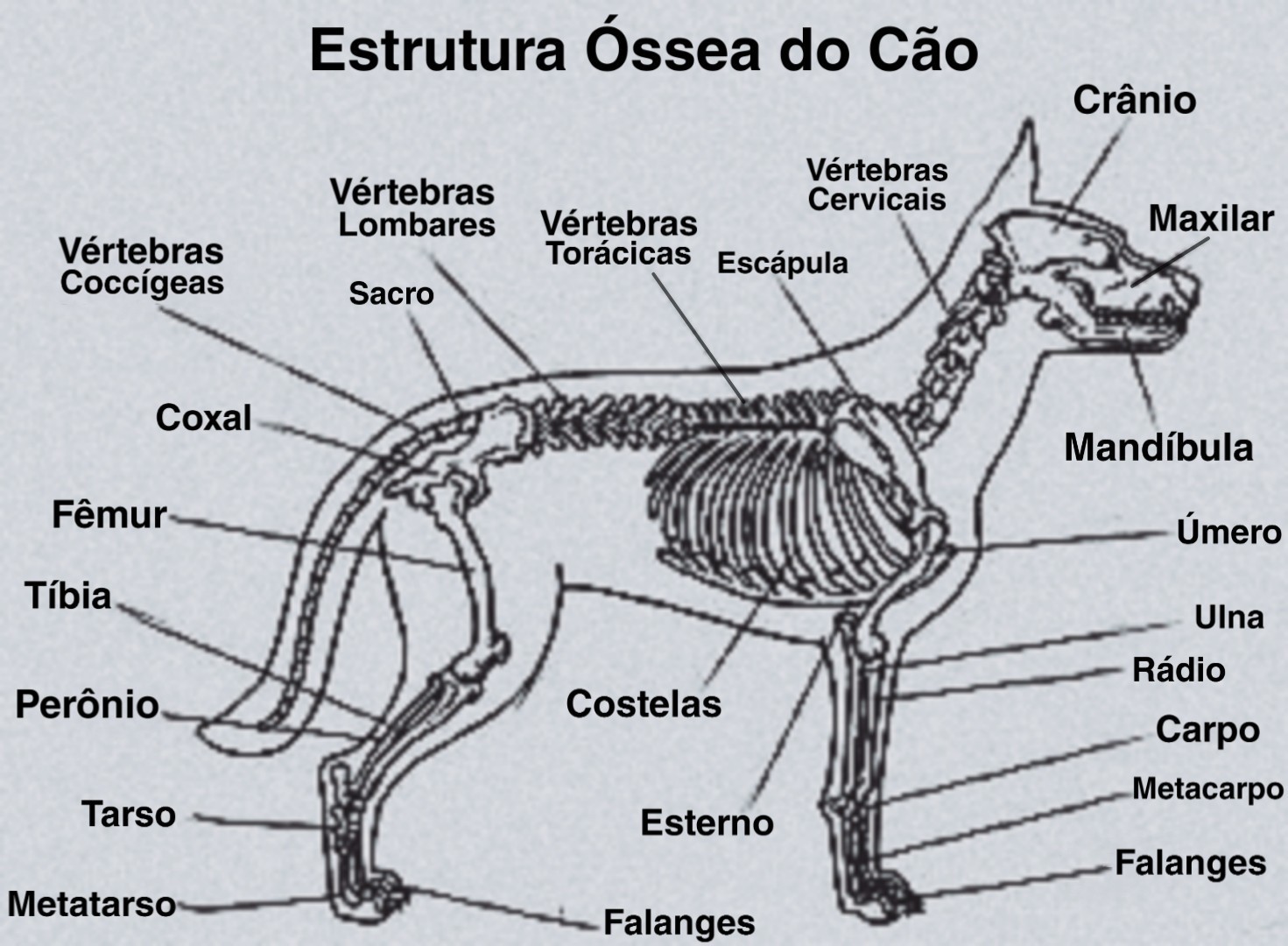 Anatomia Estrutura Óssea do Cão Medicina Veterinária