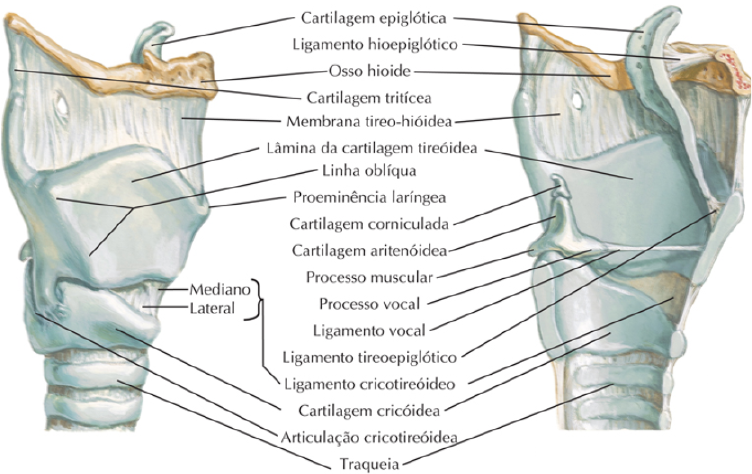 Lamina Da Cartilagem Tireoidea Laringe Funcional Ampliada Anatomic