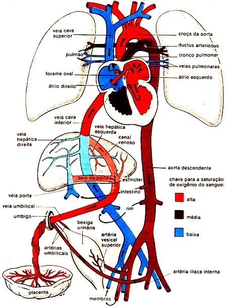 Circula O Fetal Anatomia Veterin Ria I