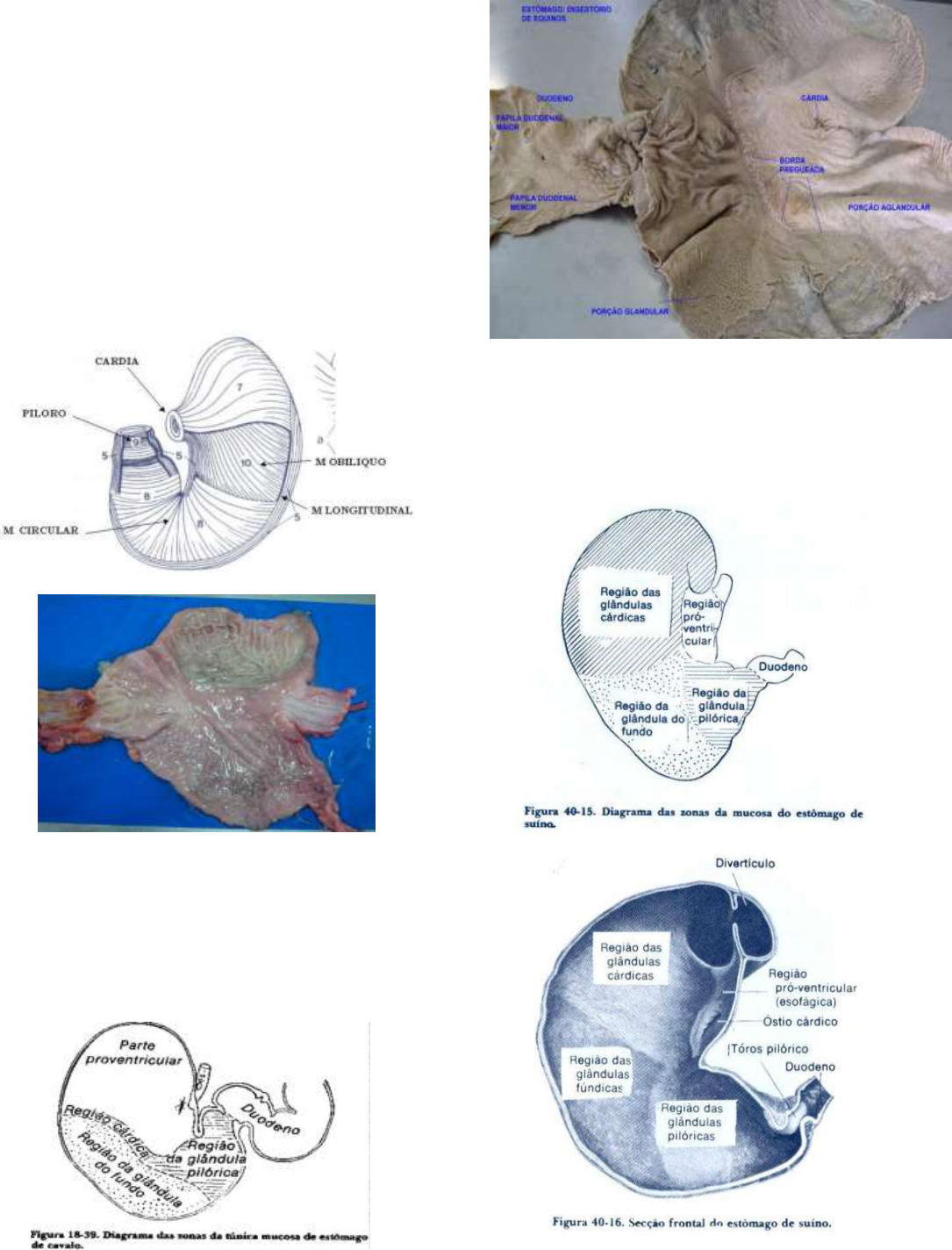 diagrama de intestino de cavalo