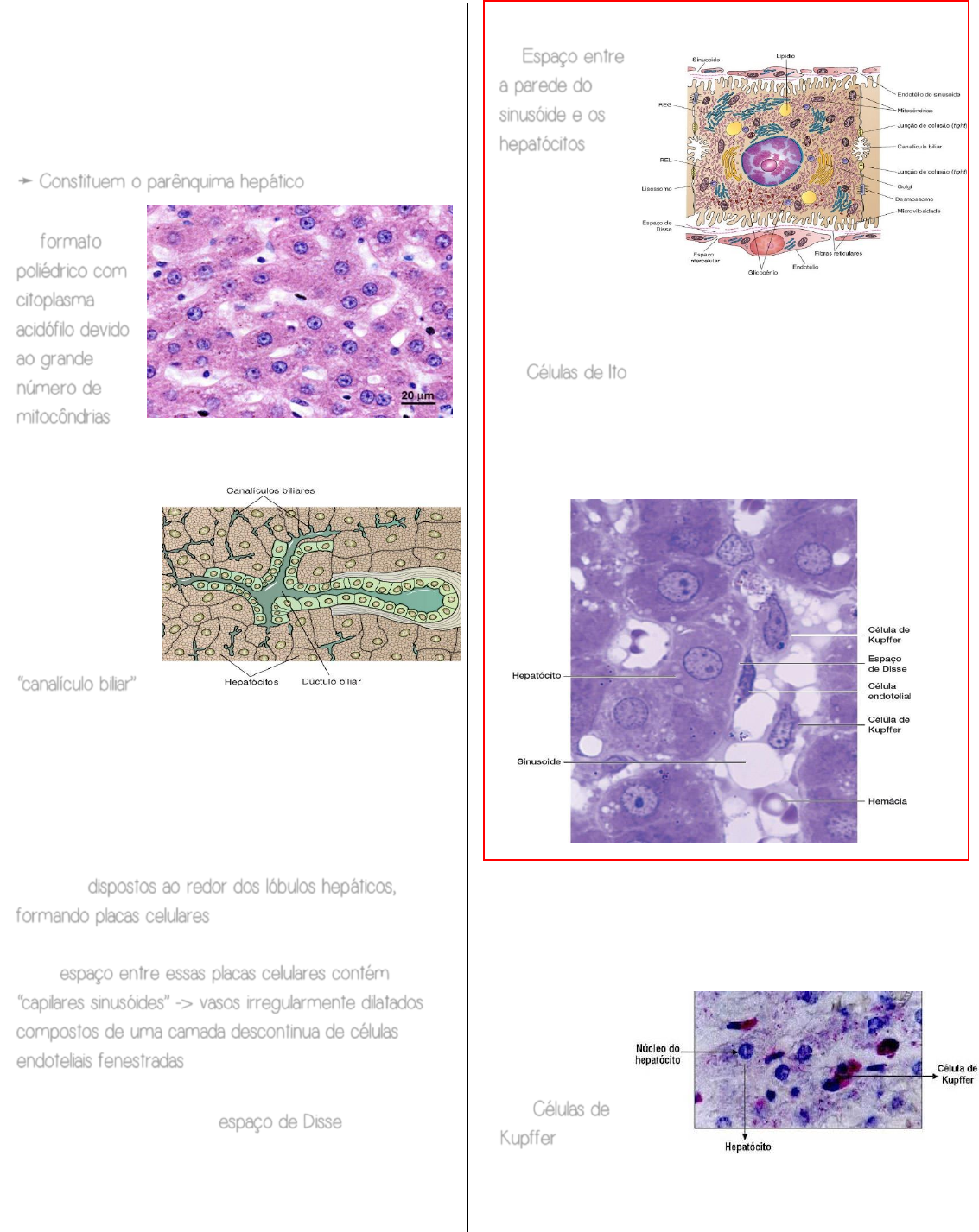 Biomarcadores séricos para la evaluación de la fibrosis h..., image size:1133x1427