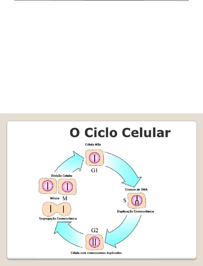 Ciclo celular: o que é, etapas, controle, resumo - Biologia Net
