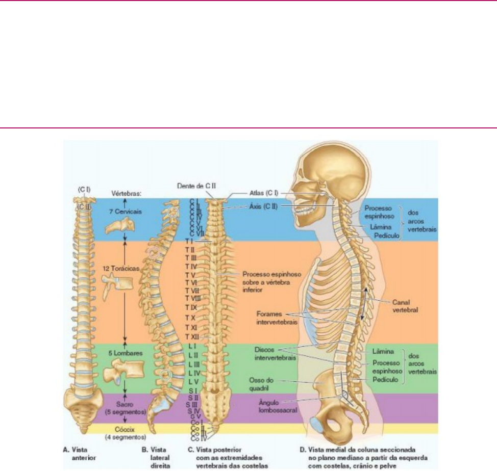 Coluna vertebral e unidade funcional.