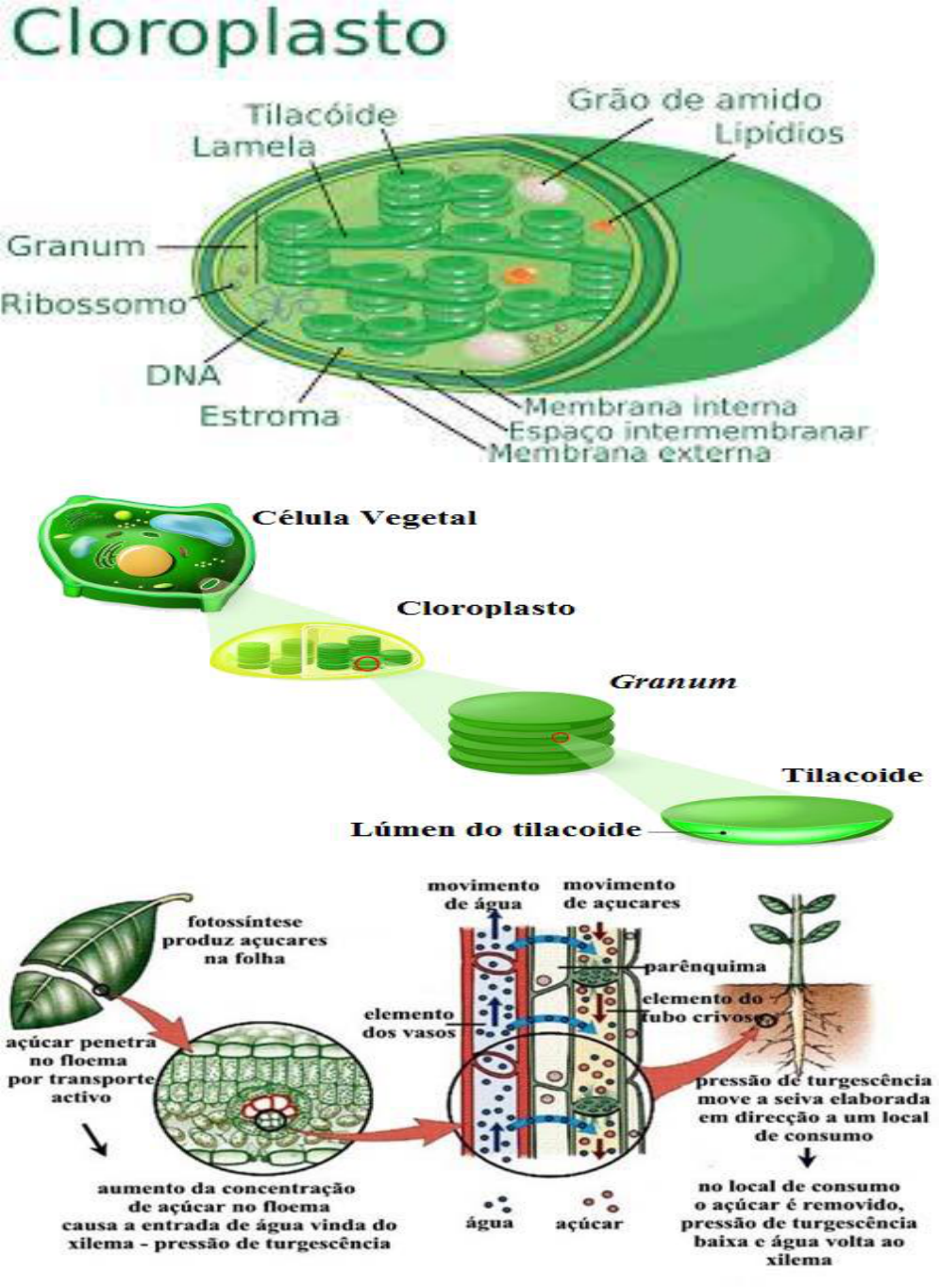 Grátis: Célula Vegetal e Plastos - Material Claro e Objetivo em PDF para  Estudo Rápido, image size:995x1365
